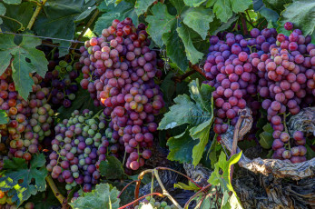 Картинка природа Ягоды +виноград лоза