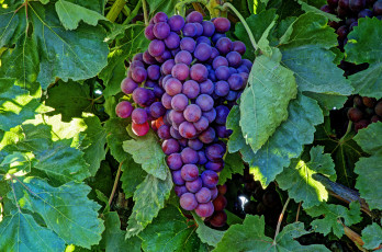 Картинка природа Ягоды +виноград лоза