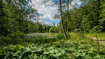 Картинка природа реки озера лес река