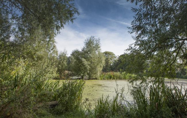 Обои картинки фото природа, реки, озера, река, лес