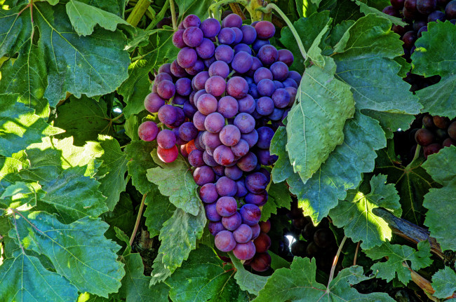 Обои картинки фото природа, Ягоды,  виноград, лоза