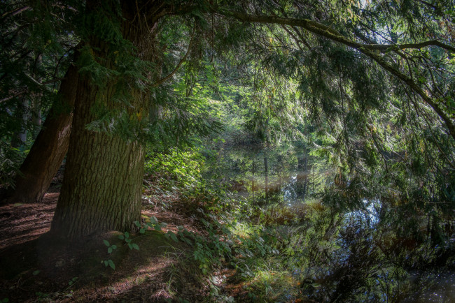 Обои картинки фото природа, реки, озера, река, лес