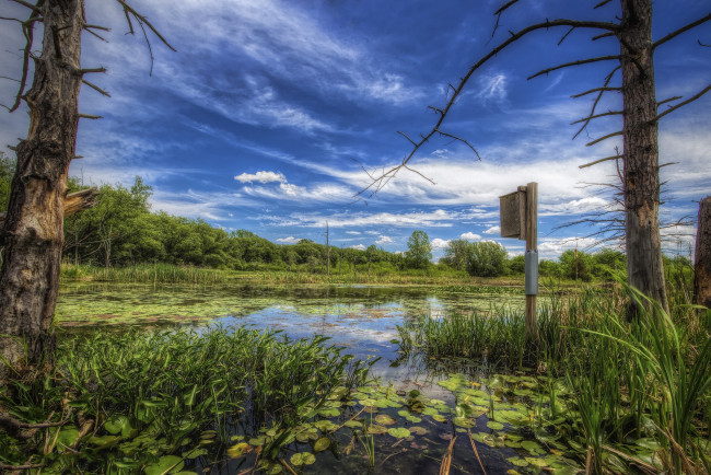 Обои картинки фото природа, реки, озера, река, лес