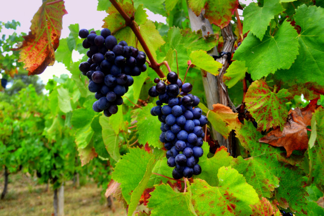 Обои картинки фото природа, Ягоды,  виноград, лоза