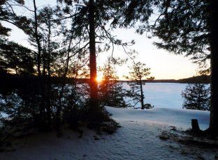 Картинка природа зима снег сосны