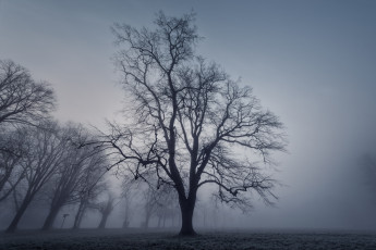 Картинка природа деревья дерево