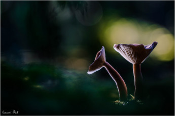 Картинка природа грибы макро