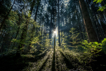 Картинка природа лес простор