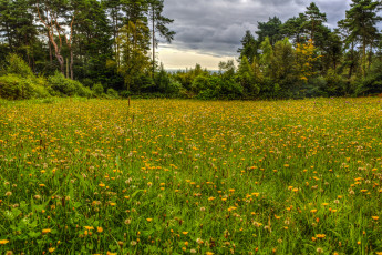 Картинка природа луга простор