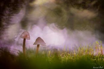 Картинка природа грибы макро