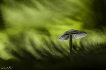 Картинка природа грибы макро