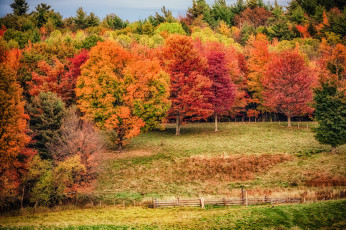 Картинка природа лес простор