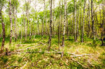 Картинка природа лес простор