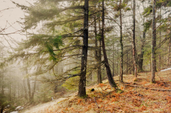 Картинка природа лес простор