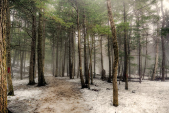 Картинка природа лес простор