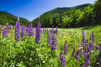 Картинка природа луга простор