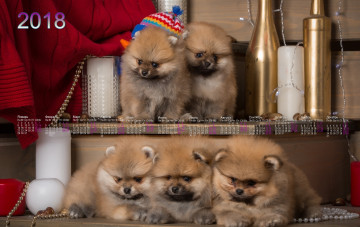 Картинка календари животные собака щенок свеча бусы