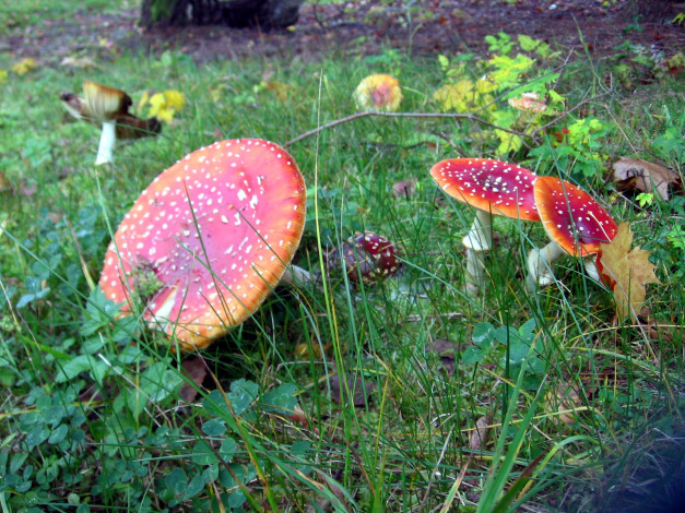 Обои картинки фото природа, грибы,  мухомор, семейка, грибная