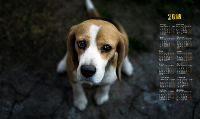 Обои картинки фото календари, животные, собака, взгляд