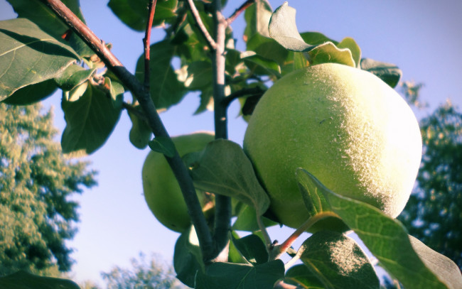 Обои картинки фото природа, плоды, айва