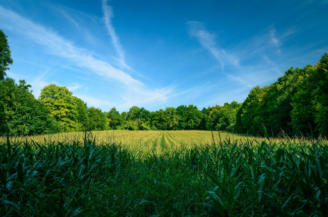 Обои картинки фото природа, луга, простор