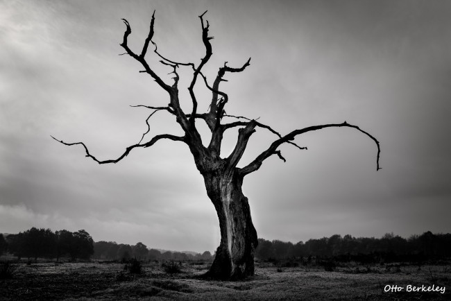 Обои картинки фото природа, деревья, коряга