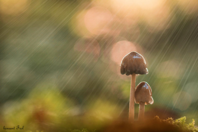 Обои картинки фото природа, грибы, макро