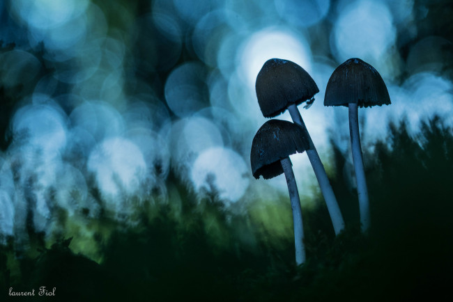 Обои картинки фото природа, грибы, макро