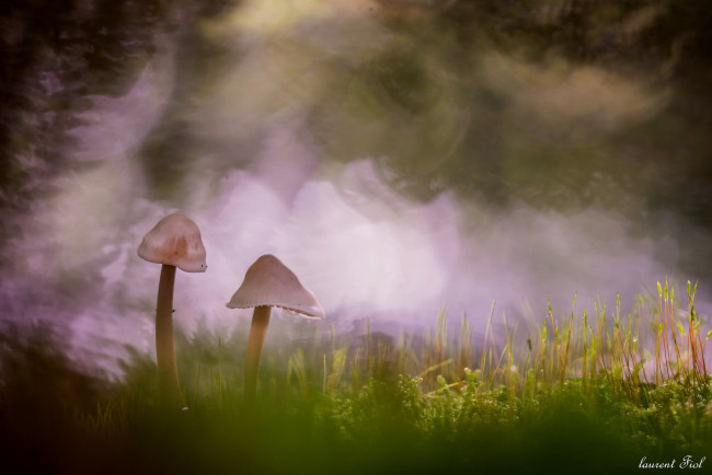 Обои картинки фото природа, грибы, макро