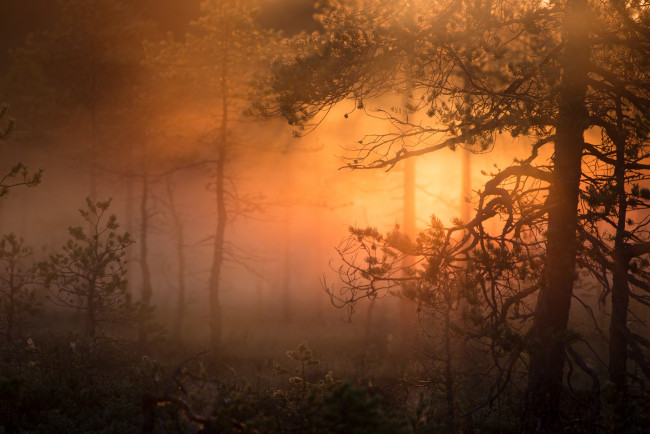 Обои картинки фото природа, лес, простор