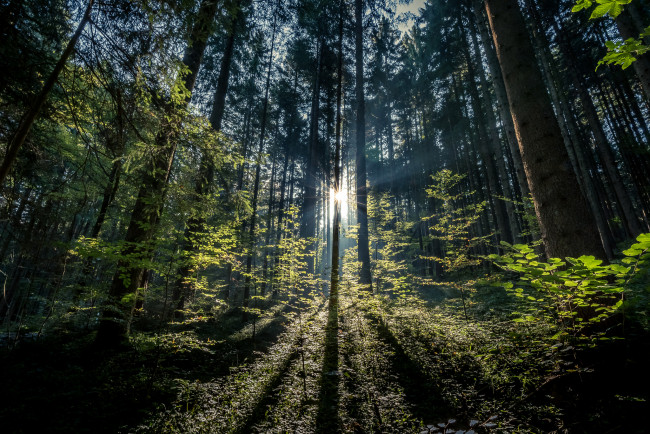 Обои картинки фото природа, лес, простор