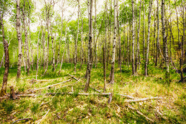 Обои картинки фото природа, лес, простор