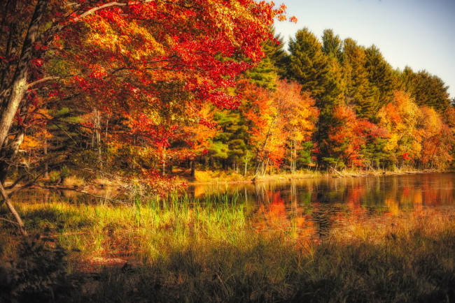 Обои картинки фото природа, лес, простор