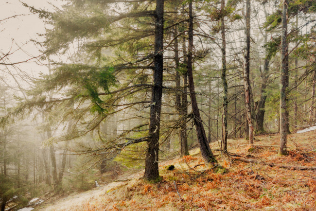 Обои картинки фото природа, лес, простор