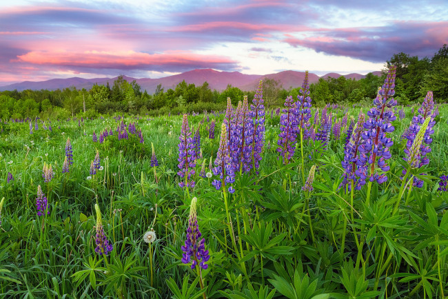 Обои картинки фото природа, луга, простор