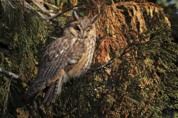 Картинка животные совы птичка