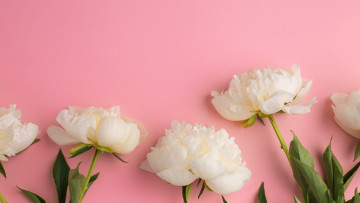 Картинка цветы пионы белый