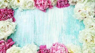 Картинка цветы пионы розовый белый