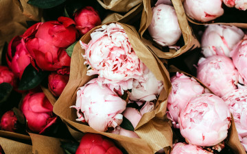 Картинка цветы пионы бутоны