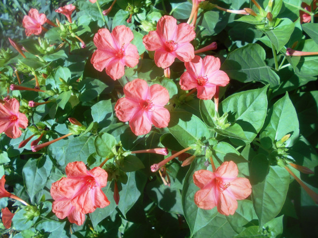 Обои картинки фото цветы