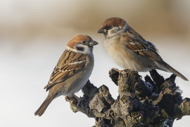 Обои картинки фото животные, воробьи, птички