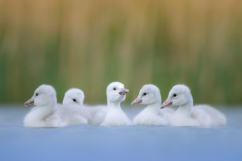 Картинка животные лебеди птицы птенцы водоем боке выводок лебедята