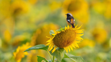 Картинка животные -+другое птица подсолнух боке обыкновенная горихвостка