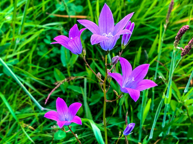 Обои картинки фото цветы, колокольчики, розовые