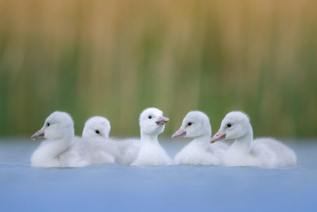 Обои картинки фото животные, лебеди, птицы, птенцы, водоем, боке, выводок, лебедята