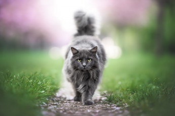 Картинка животные коты кот кошка