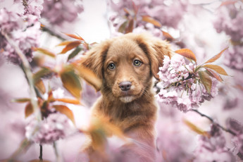 Картинка животные собаки собака