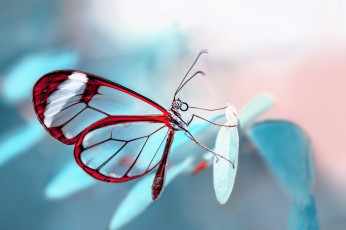 Картинка бабочка животные бабочки +мотыльки +моли листья макро насекомое