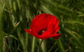Картинка цветы маки алый мак макро