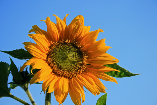 Обои картинки фото цветы, подсолнухи, солнечный, цветок, подсолнух